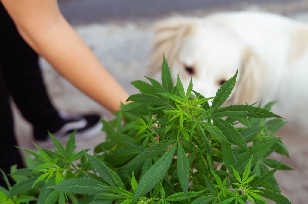 CBD for Dog Treatments