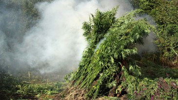 Marijuana Plant Seizures